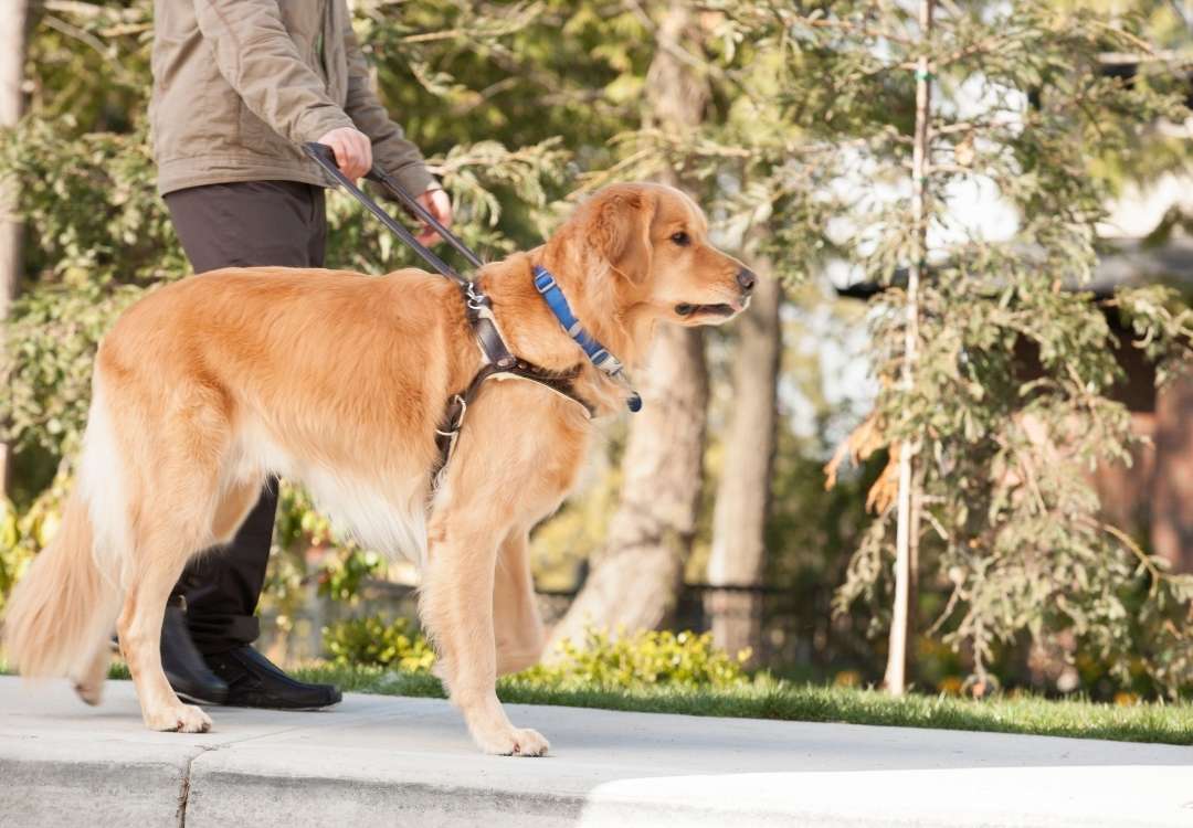 You are currently viewing Seeing Eye Dogs and Healthy Aging