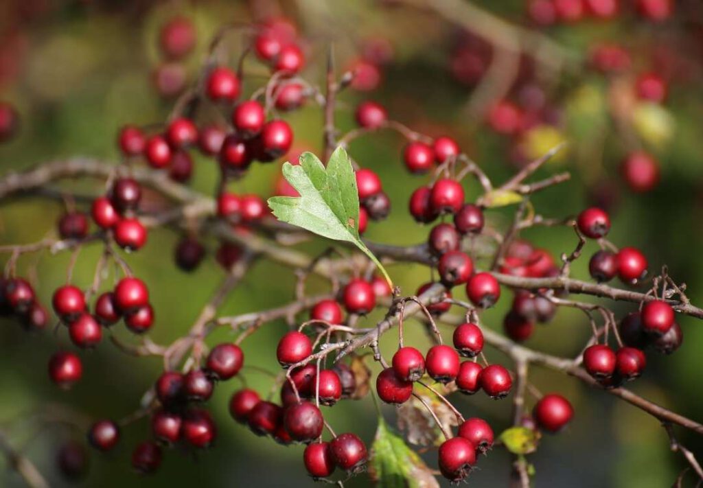 Hawthorn berry benefits We Golden Age