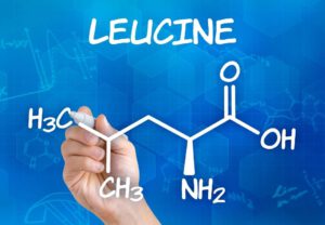 Read more about the article L leucine benefits