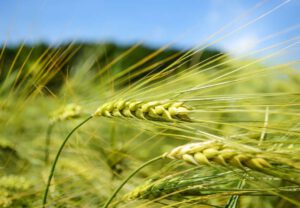 Read more about the article What is rye grass pollen extract?